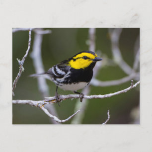 Carte Postale Comté de Kinney, Texas. Golden cheeked warbler