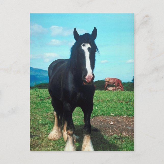 Carte Postale Comté Debout (Devant)