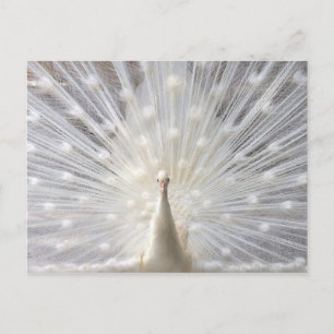 Carte Postale Conception Albino Peacock