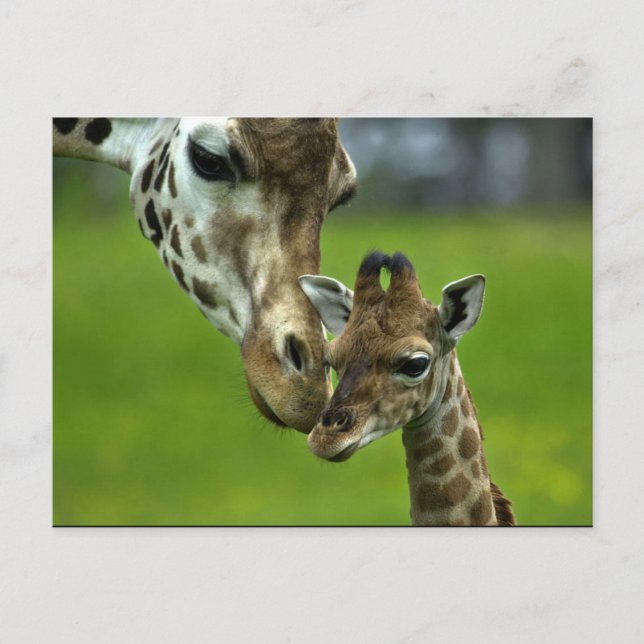 Carte Postale Conception de girafe (Devant)