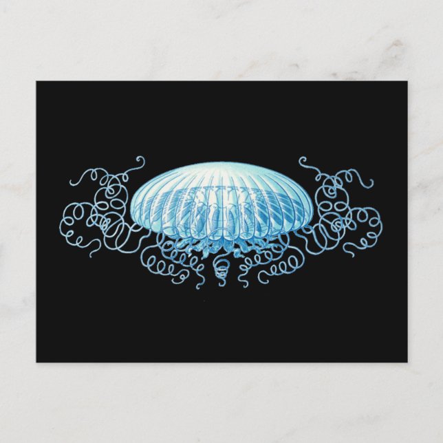 Carte Postale Conception de la méduse Haeckel (Devant)