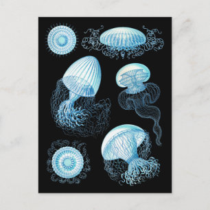Carte Postale Conception de la méduse Haeckel