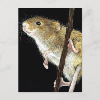 Carte Postale Conception de la souris de champ