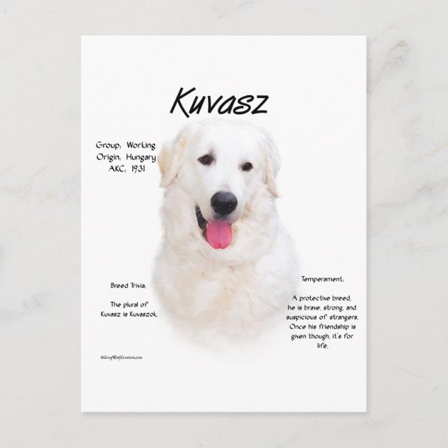 Carte Postale Conception de l'histoire de Kuvasz (Devant)