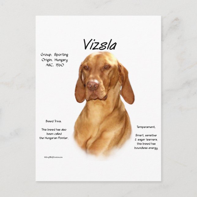 Carte Postale Conception de l'histoire de Vizsla (Devant)