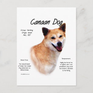 Carte Postale Conception de l'histoire des chiens canadiens