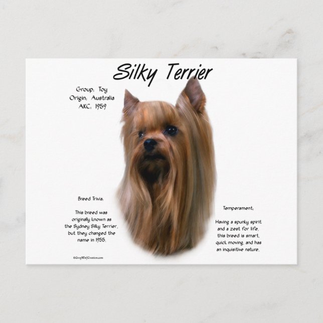 Carte Postale Conception de l'histoire du Terrier soyeux (Devant)