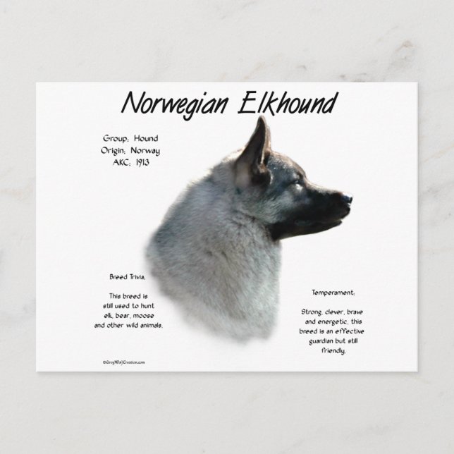 Carte Postale Conception de l'histoire Elkhound norvégienne (Devant)