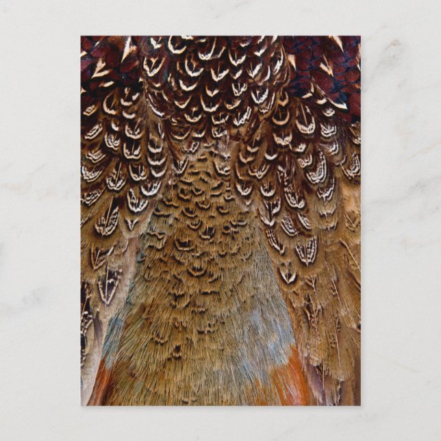Carte Postale Conception de plume de faisan marron (Devant)