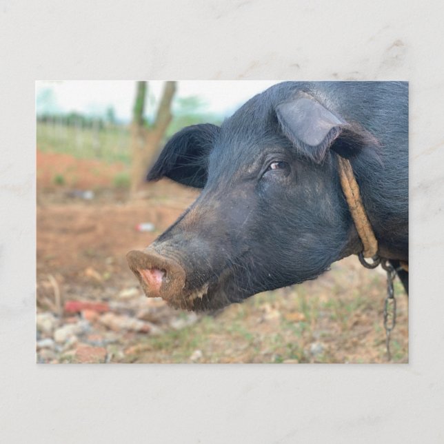 Carte Postale Conception de porcelaine de ferme (Devant)