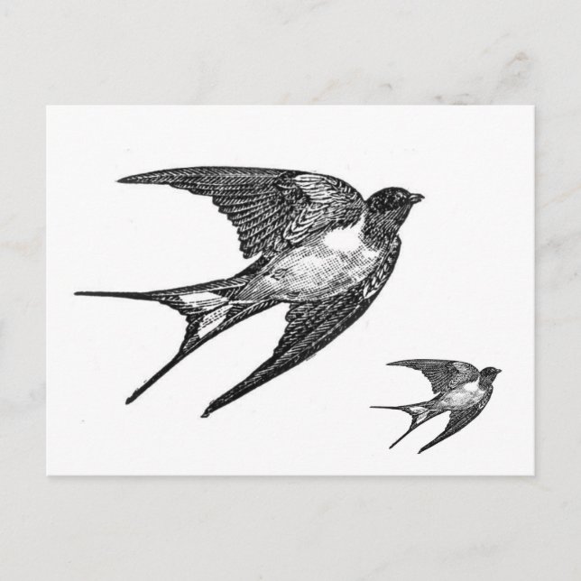 Carte Postale Conception noire vintage d'hirondelle (Devant)