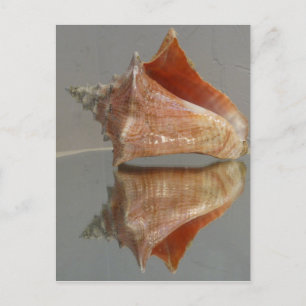 Carte Postale Conch Shell Et Sa Réflexion