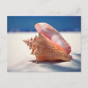 Carte Postale Conch Shell On Beach 2