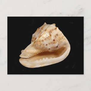 Carte Postale Conch Shell Postcard