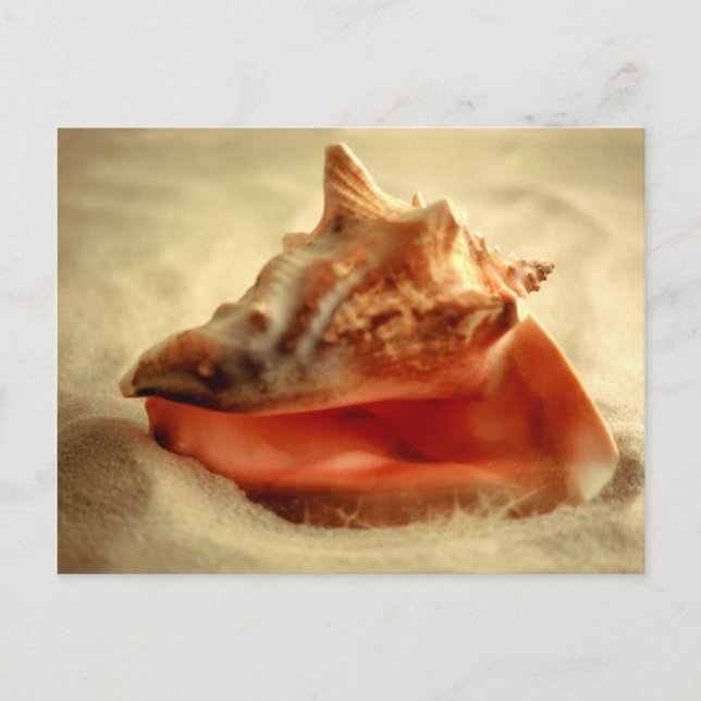 Carte Postale Conche (Devant)