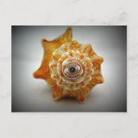 Conche de combat pour mineurs