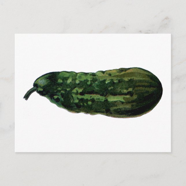 Carte Postale concombre vintage (Devant)