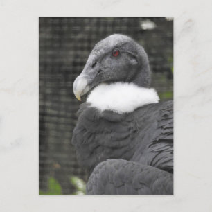 Carte Postale Condor andin