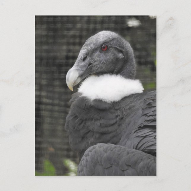 Carte Postale Condor andin (Devant)