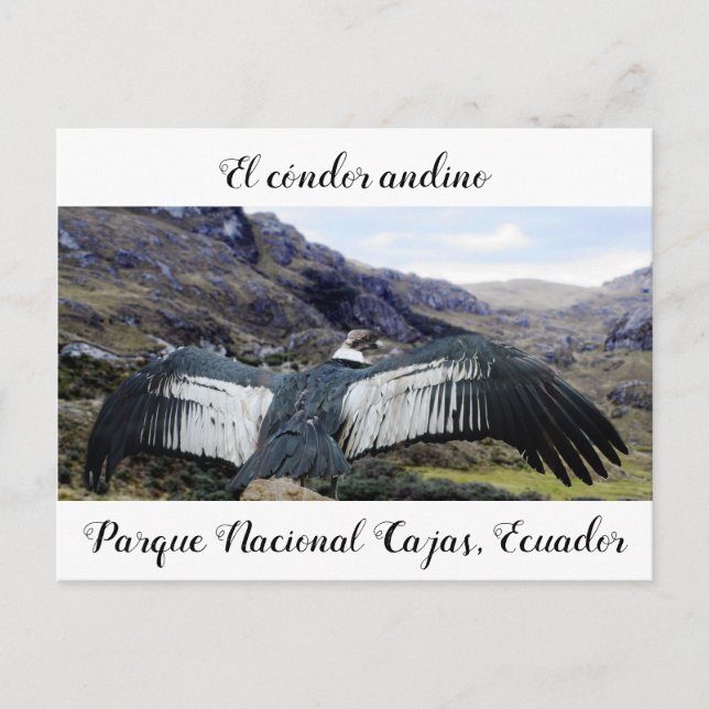 Carte postale Cóndor Andino (Devant)