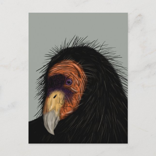 Carte Postale Condor de Californie (Devant)