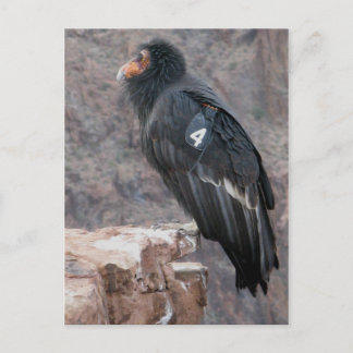 Carte Postale Condor de Californie