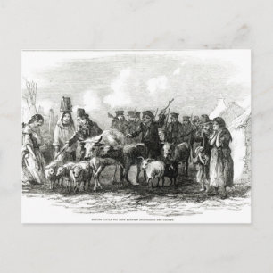 Carte Postale Conduite de bétail à louer