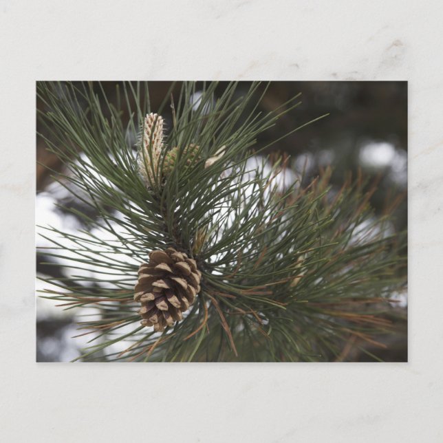 Carte Postale Cône de pin (Devant)