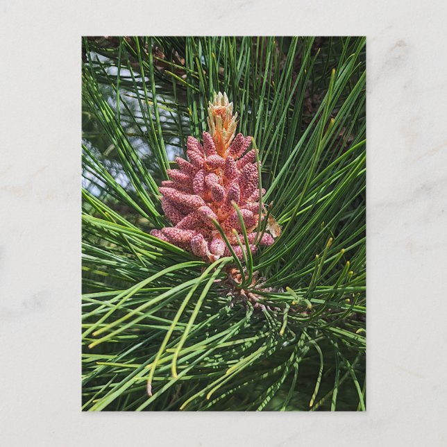 Carte Postale Cône de pollen de pin rouge (Pinus resinosa) (Devant)