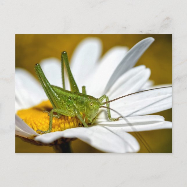 Carte Postale Conehead cricket on daisy (Devant)