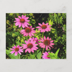 Carte Postale Confleurs violets, Bute Park, Cardiff, Pays de Gal