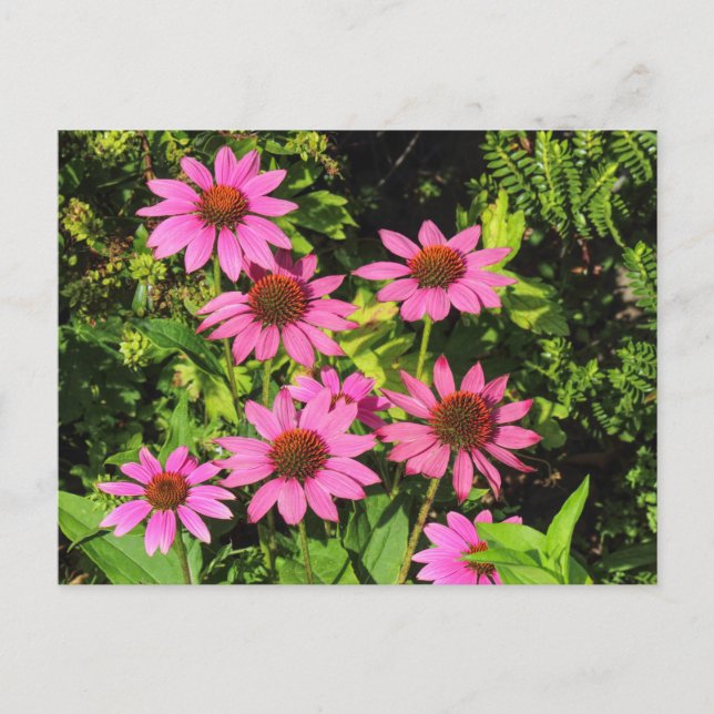 Carte Postale Confleurs violets, Bute Park, Cardiff, Pays de Gal (Devant)