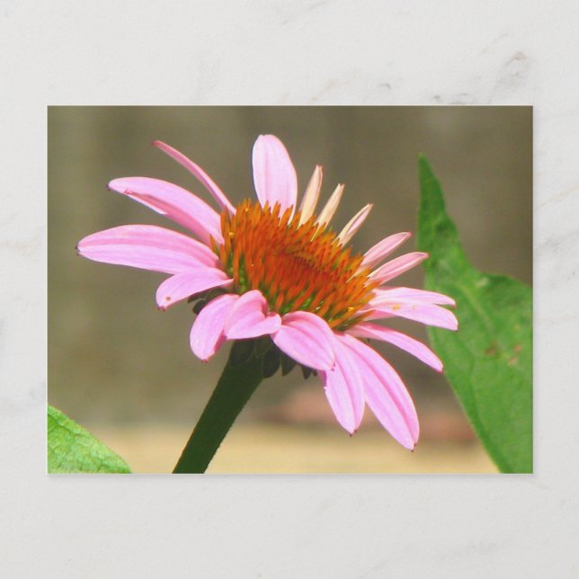 Carte Postale Conflowers (Devant)