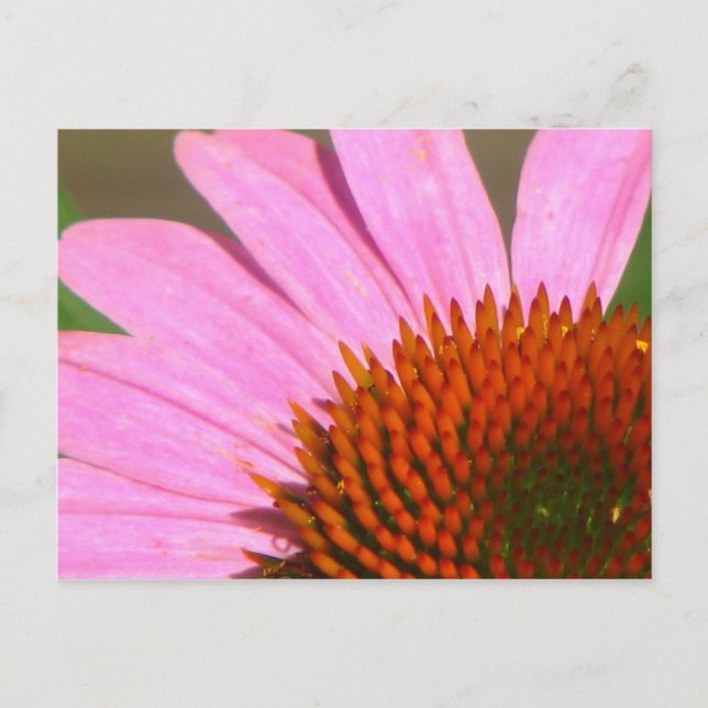 Carte Postale Conflowers (Devant)