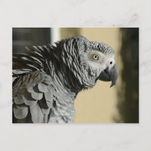 Carte Postale Congo Perroquet gris avec plumes rouillées