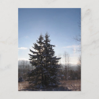 Carte Postale conifère