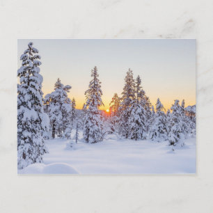 Carte Postale Conifères d'hiver Coucher de soleil Nature