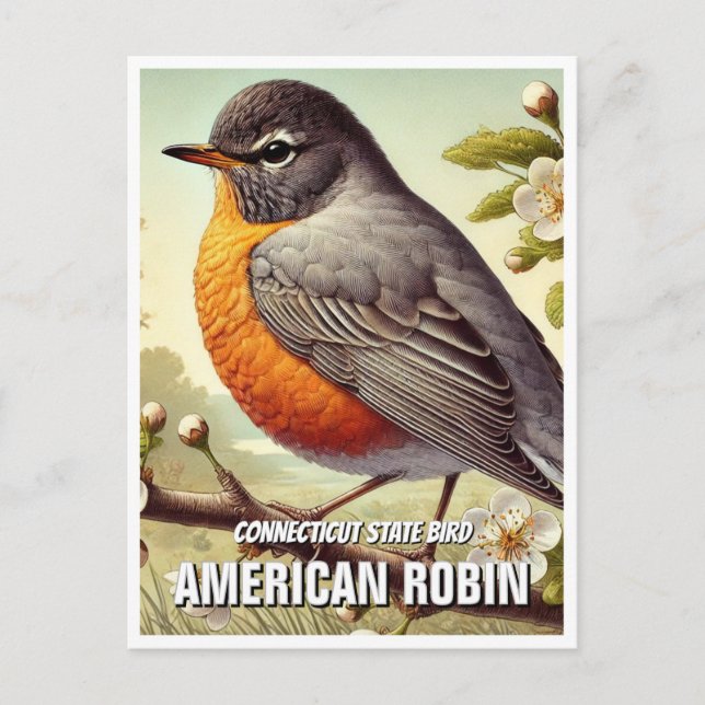 Carte Postale Connecticut State Bird American Robin (Devant)