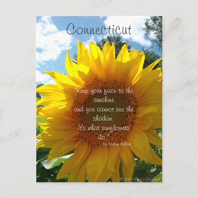 Carte postale Connecticut Sunflower (Devant)