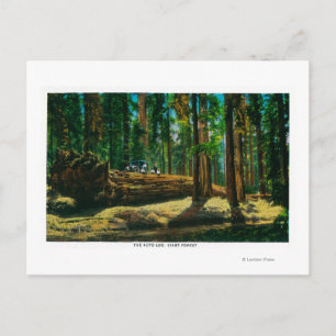Carte Postale Connexion automatique dans la forêt géante, séquoi