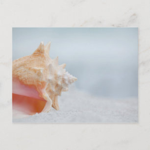 Carte Postale Conque Shell   la Floride
