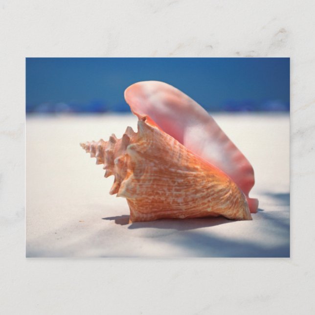 Carte Postale Conque Shell sur la plage 2 (Devant)