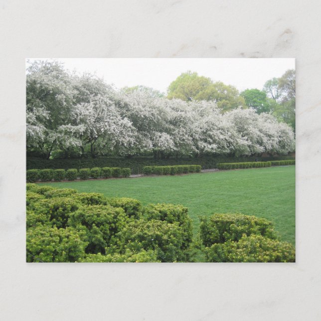 Carte Postale Conservatoire Garden Central Park New York City NY (Devant)