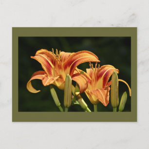 Carte Postale Considérons Les Lilies Du Terrain
