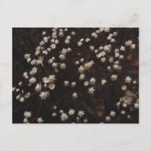 Carte Postale "Constellation Bosque"