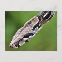 Constricteur Boa