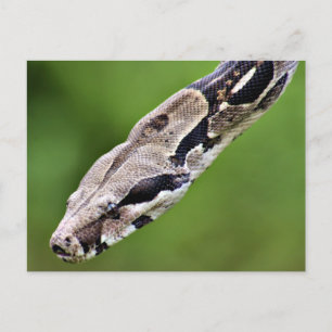 Carte Postale Constricteur Boa