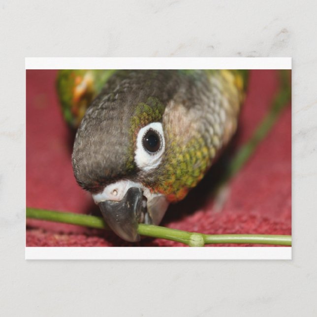 Carte Postale Conure verte à la joue (Devant)