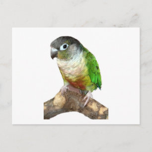Carte Postale Conure verte à la joue