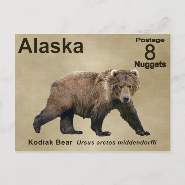 Carte Postale Cook bear (Devant)